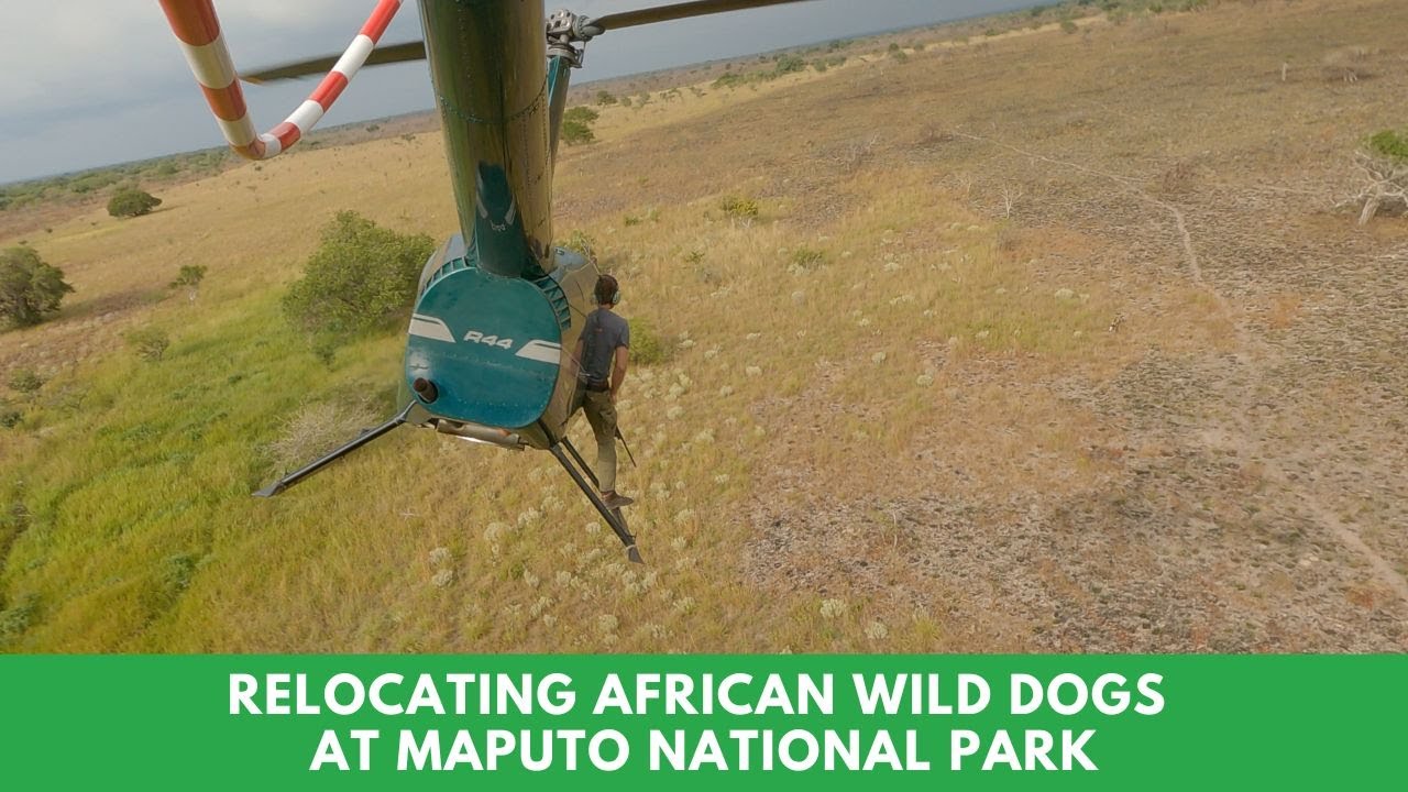 Relocating African wild dogs at Maputo National Park