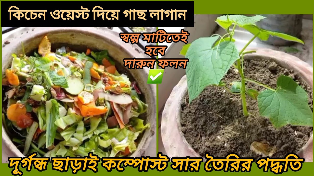 কিচেন ওয়েস্ট দিয়ে সরাসরি গাছ লাগান | সবজির খোসা দিয়ে জৈব সার তৈরি make kitchen waste compost at home
