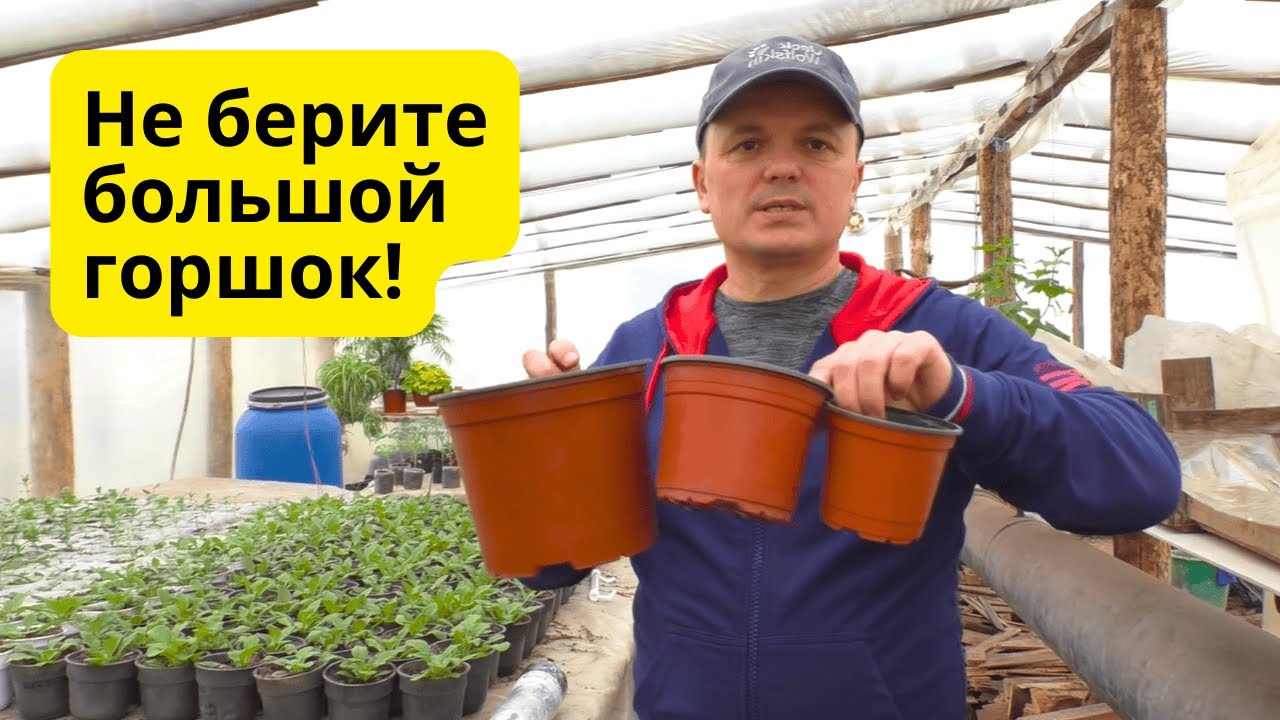 Большой горшок для рассады-  показываю, почему это плохо!!!