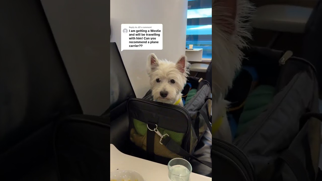 This is our favorite plane carrier bag for our dog 🐶 | Sherpa Original Deluxe