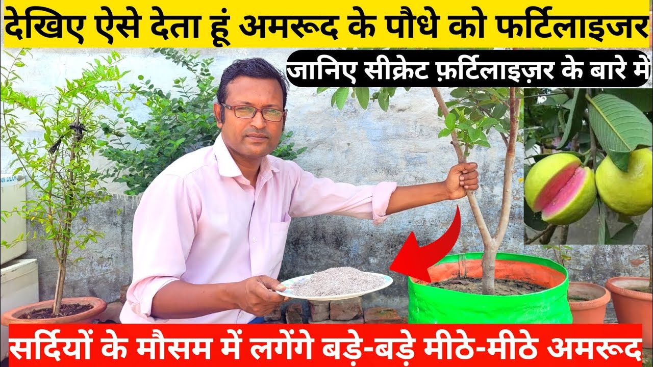 देखिए ऐसे देता हूं अमरूद के पौधे को फर्टिलाइजर | सर्दियों में लगेंगे बड़े बड़े अमरूद | Guava Plants