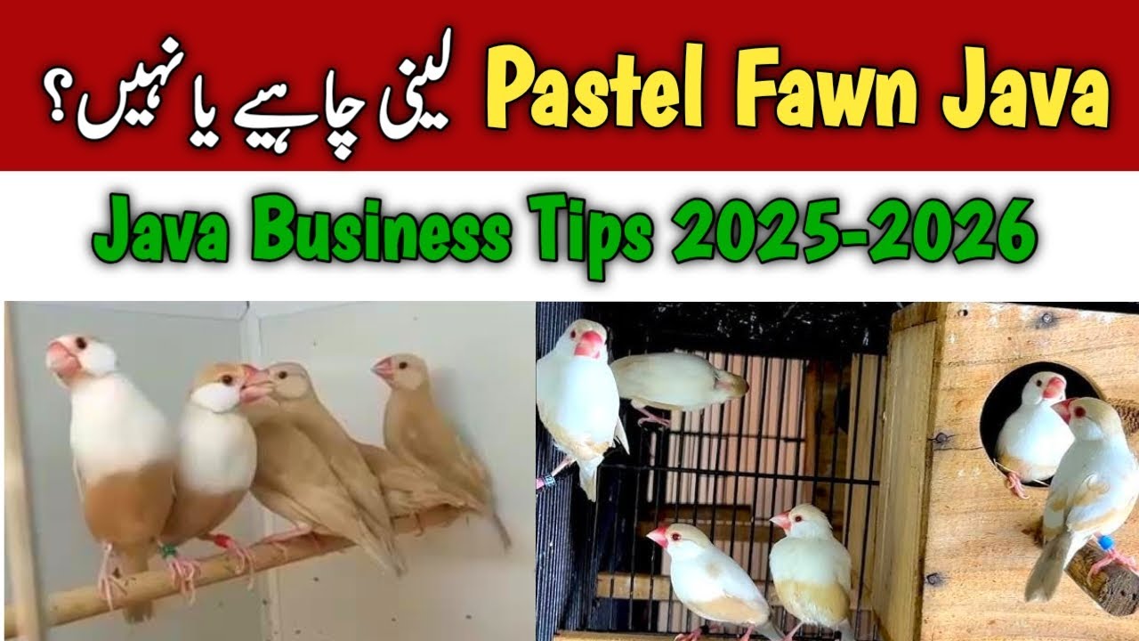Pastel Fawn Java Business Tips | Java Finch New Mutations | Mini Zoo Birds