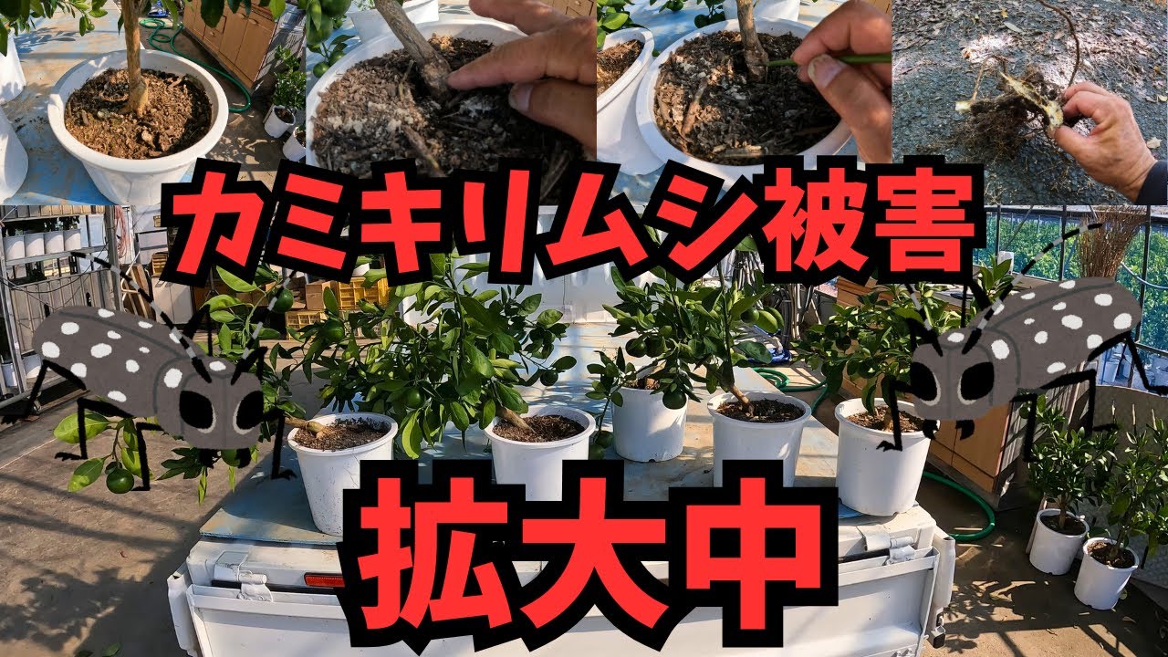 【カミキリ虫🪲】被害の見つけ方＆即効対処 | Longhorn Beetle: Spot Damage & Stop Grubs