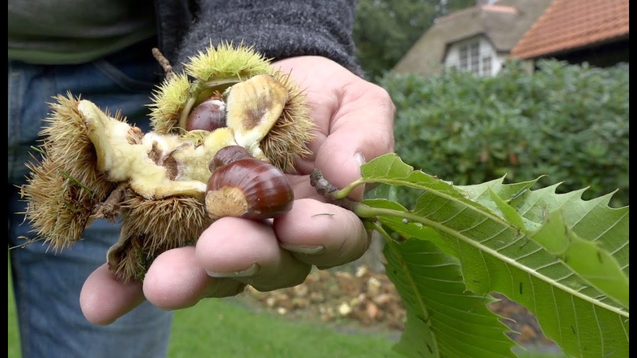 Bomen. Welke boom kies je? De Tamme kastanje.