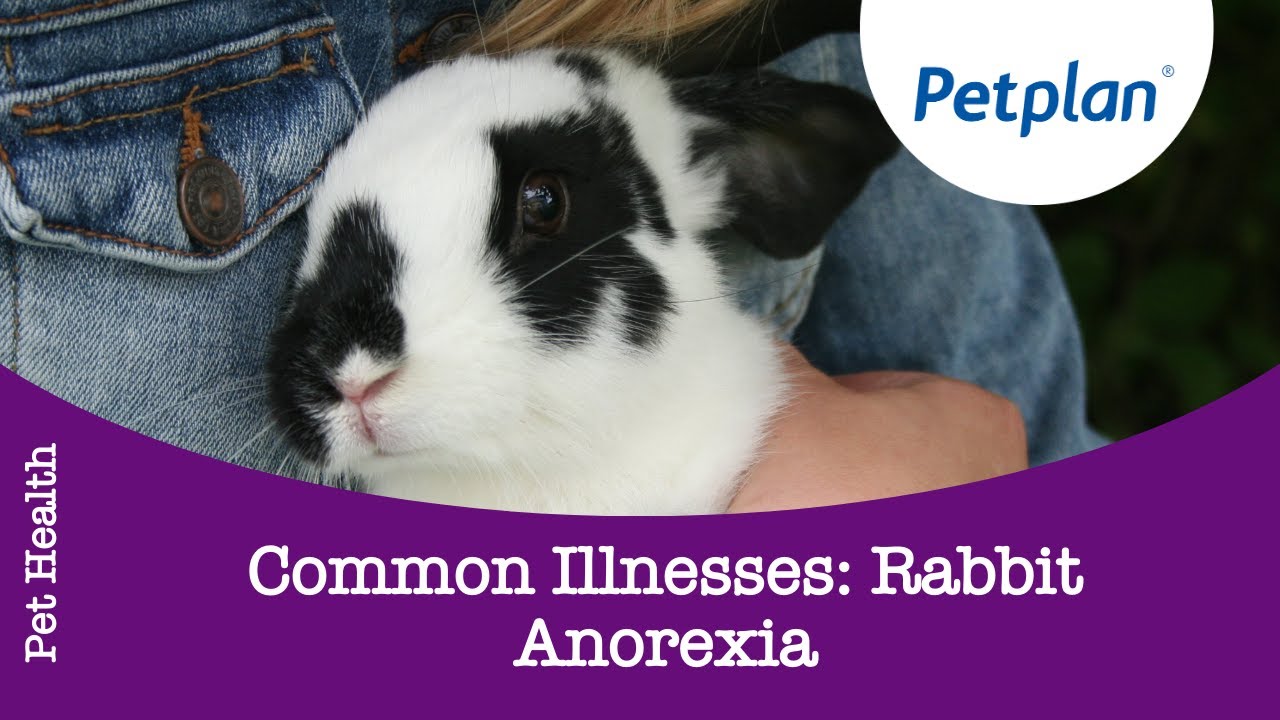 Rabbit Illness: Anorexia in Rabbits - Petplan