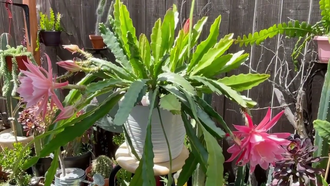 Pretty Epiphyllum Blooming at night & day time