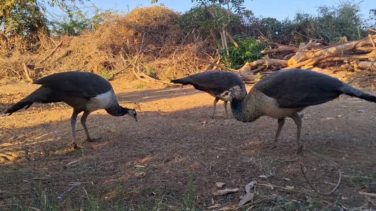Peacock 3 Family Puppy Bird Video/ Peacock Real Dance Bird Voice/ World Birds All Voice Sound India 