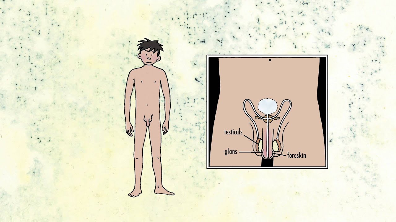 Spring Fever- Male genitals and first ejaculation (education)