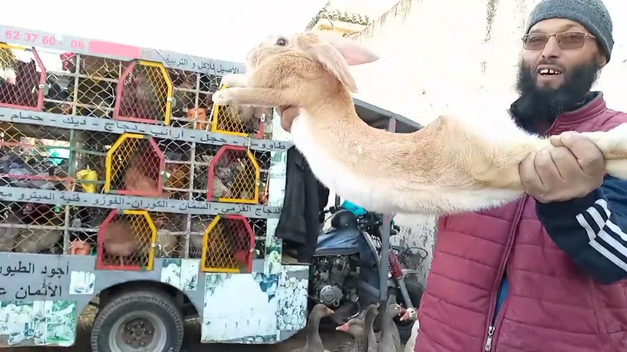 أجي تتولع فسوق السبت بنسودة فاس احسن ارنب دخلات ودجاج بلدي والسولالات والبط والإوز والكنار والبيض