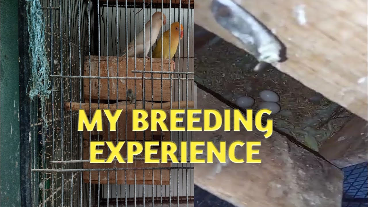 Lovebird Breeding Secrets Nobody Told Me | How to Breed Lovebirds