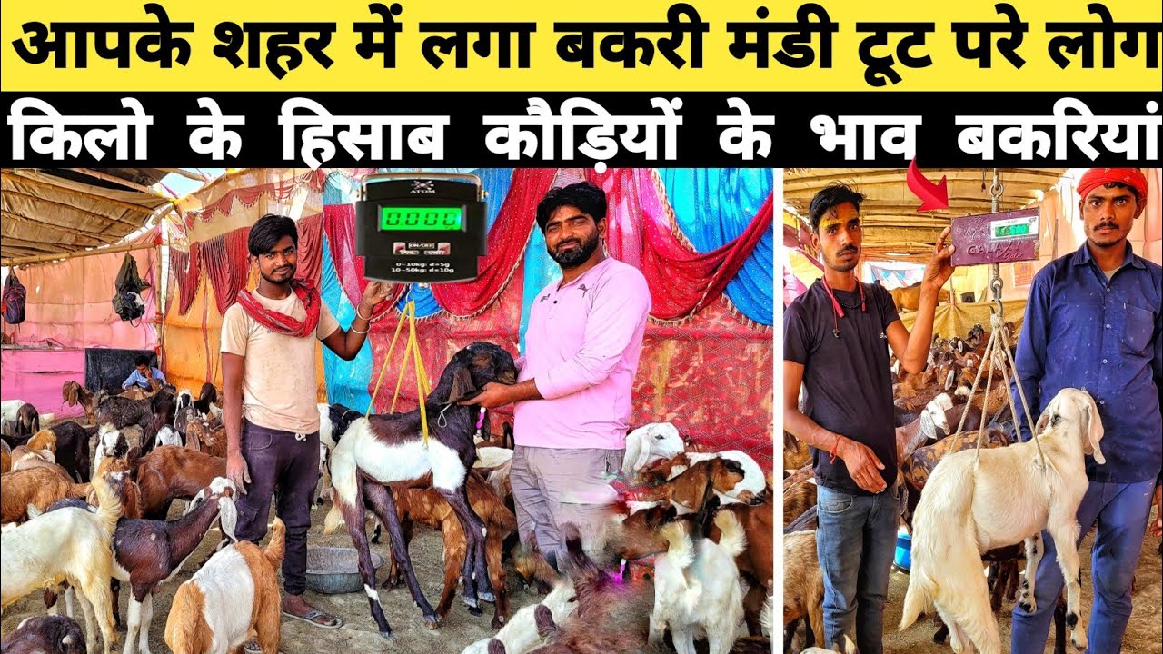 कीमत , नस्ल, बकरी मंडी की पूरी जानकारी | bakra mandi | arjun babu pashu mela