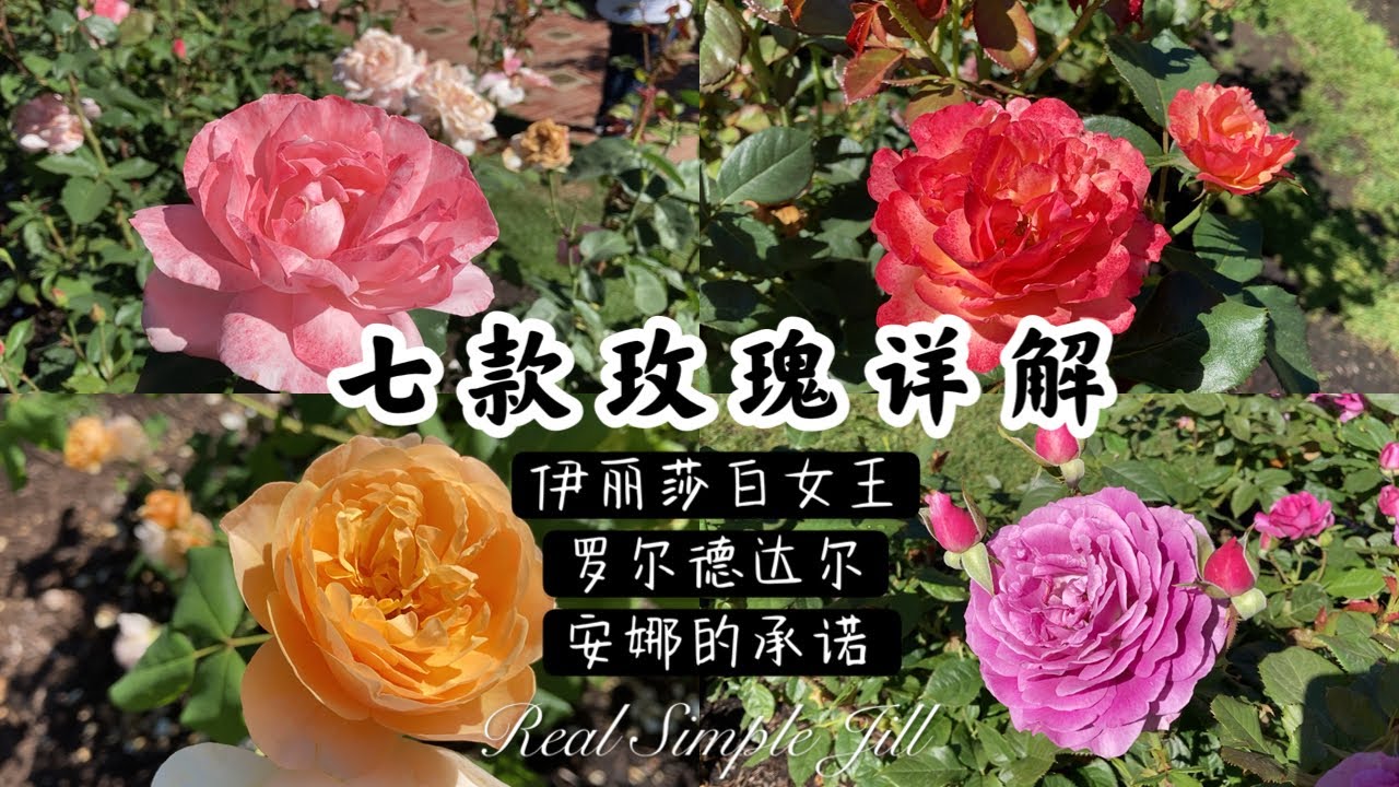 【花卉推荐8】七款玫瑰月季推荐 | 波特兰玫瑰花园游2022 | 伊丽莎白女王月季 | 大卫奥斯汀月季 罗尔德.达尔 | 安娜的承诺 | Knock Out | Real Simple Jill