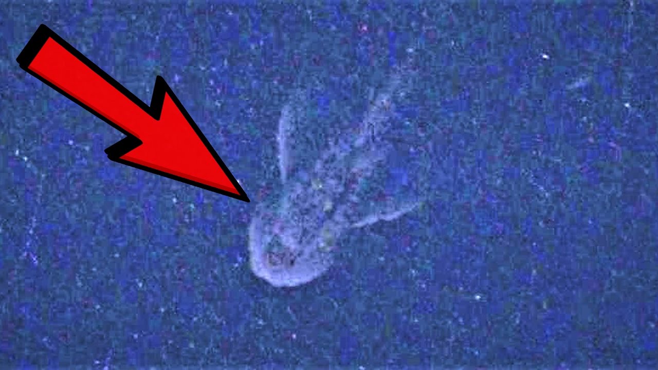 10 Mythical Beasts that might Exist