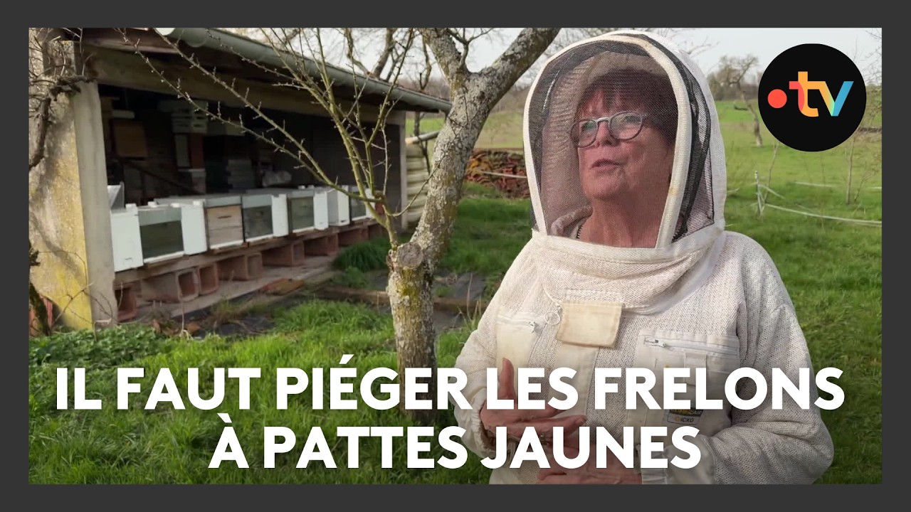 C'est le moment de piéger les frelons asiatiques ou à pattes jaunes