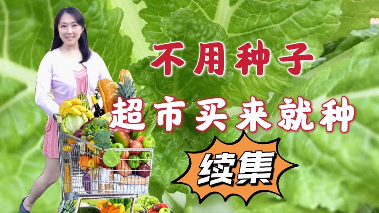 【种植52】不用种子就能种的菜（续集），8种超市买来直接种的菜，快速，趣味种菜 8 kinds of vegetables from supermarket can be regrown