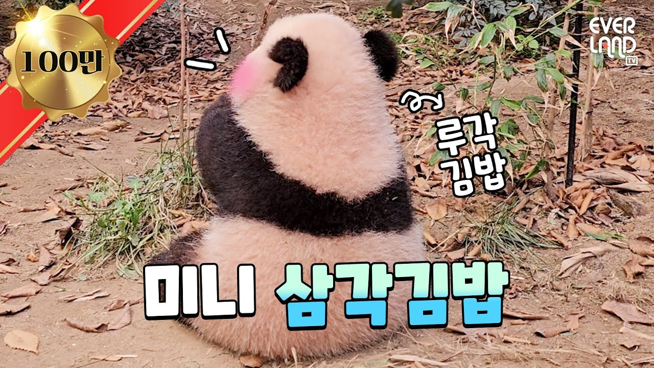 [ENG]남천바오 괴롭히는 루이바오vs천장에 매달리는 후이바오... 과연 푸바오와 더 닮은 동생은 누구?ㅋㅋㅋ｜#판다와쏭#142