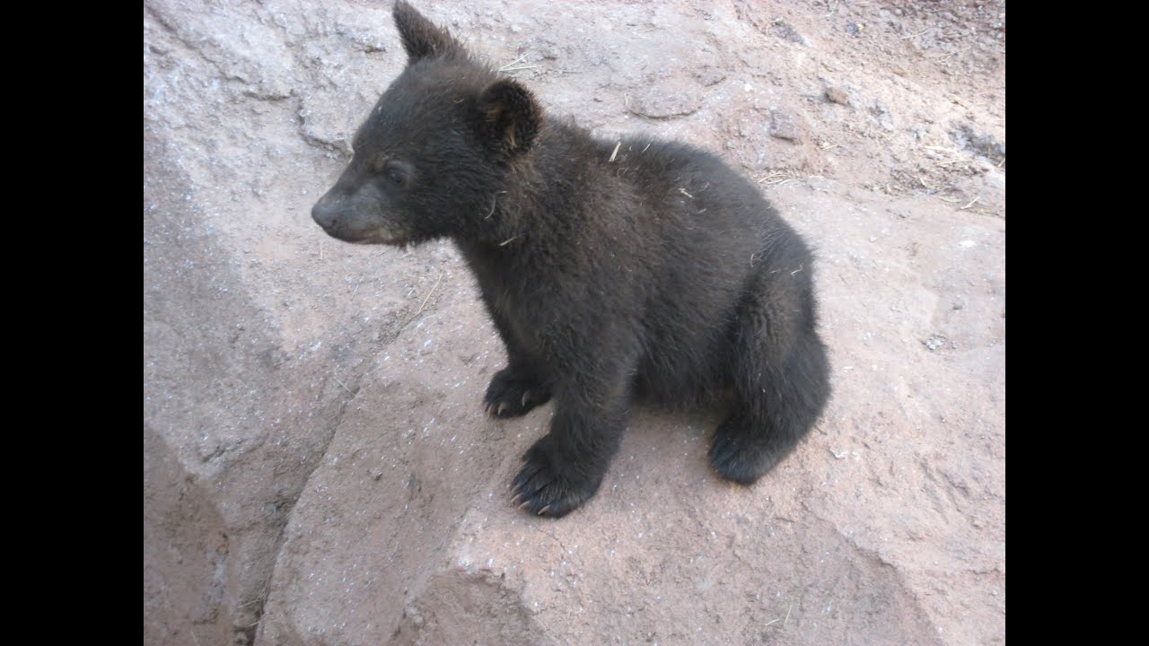 Bearizona Drive-Thru Wildlife Park - Williams, Arizona - 2011 (Classic N&L Video)