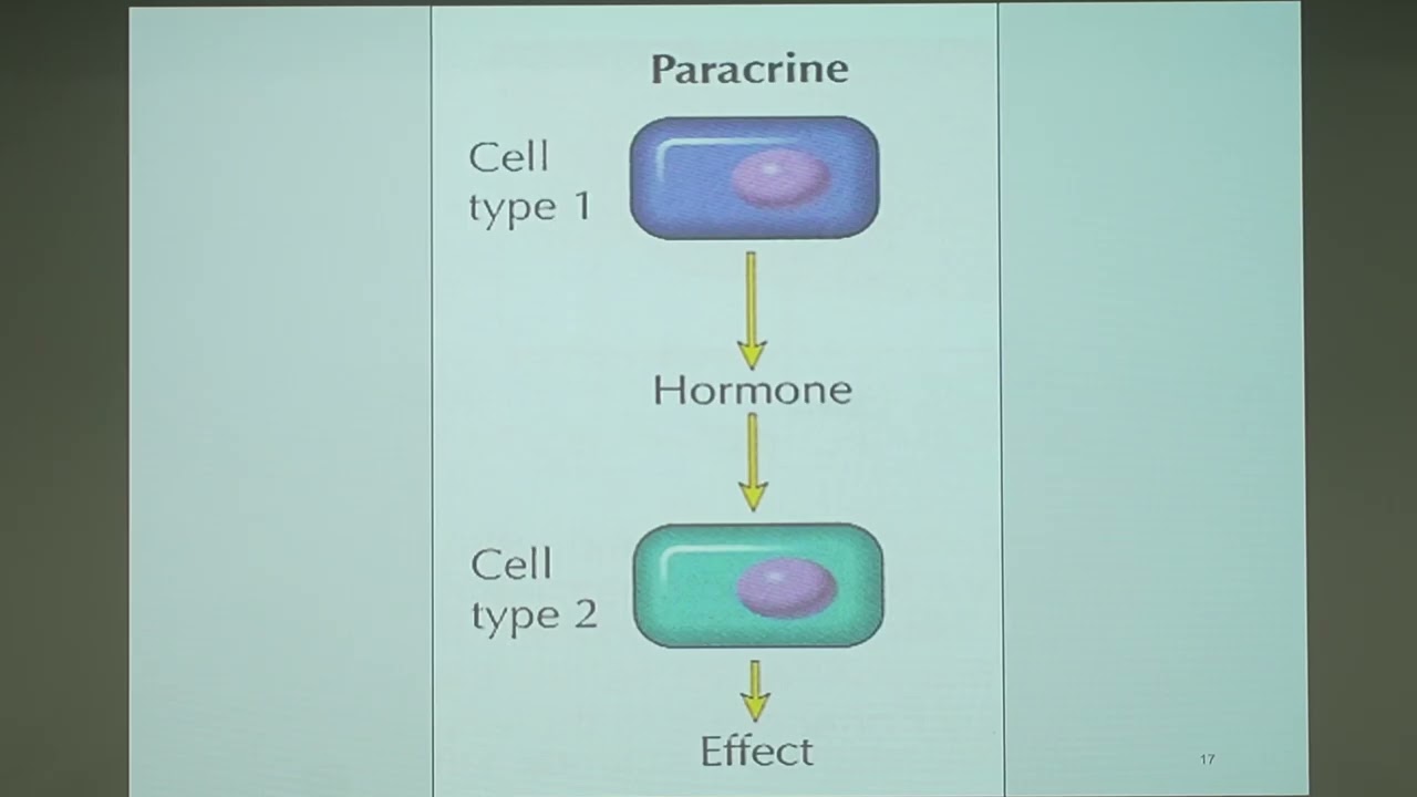 A&P 2 Endocrine System 3 1