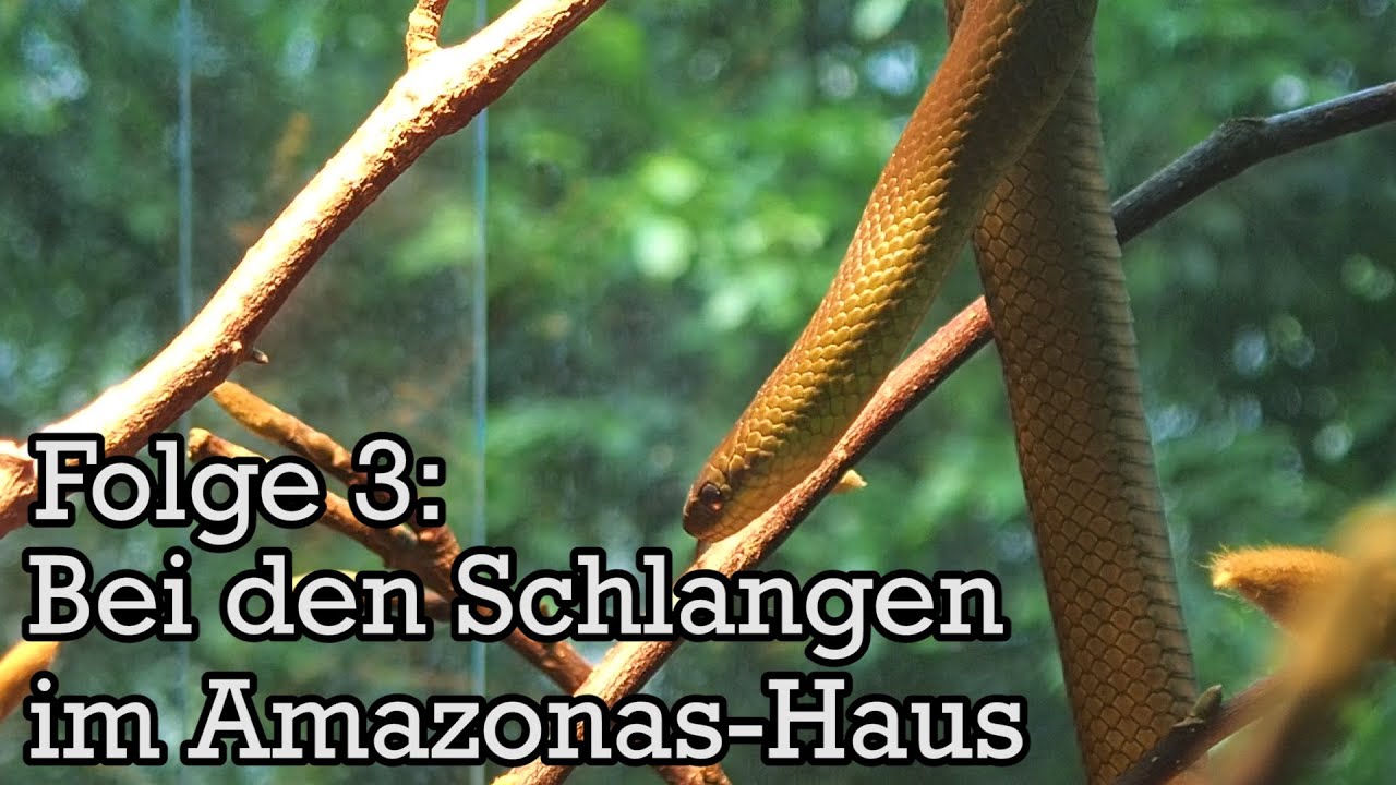 Kinder-Zoo-Film 2016, Folge 3: Bei den Schlangen im Amazonas-Haus