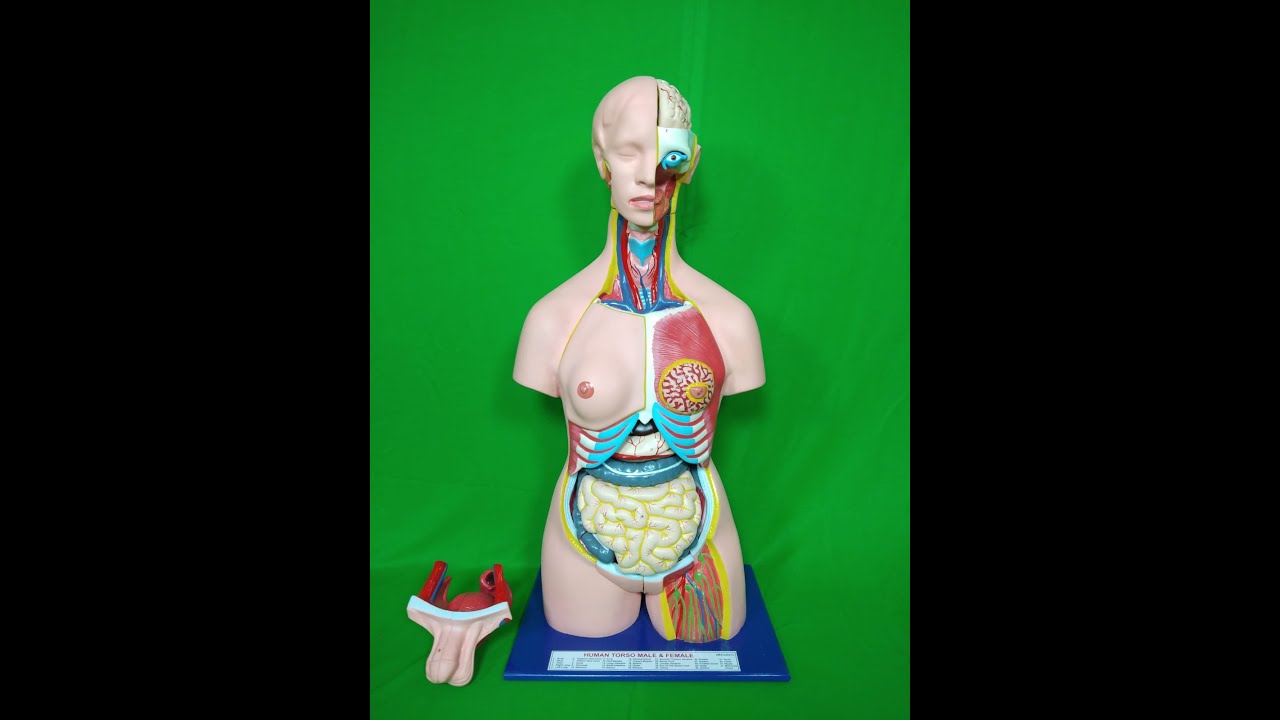 G.D. 85cm Unisex Torso 23 Parts (Magnetic Fitting System) Anatomical Model