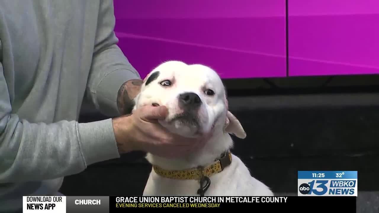 BGWCHS Pet of the Week