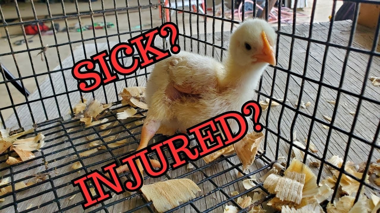 Sick or Injured Baby Chick - 131 Meat Birds Brooder Clean Out | Cornish Cross | Raise Your Own Meat