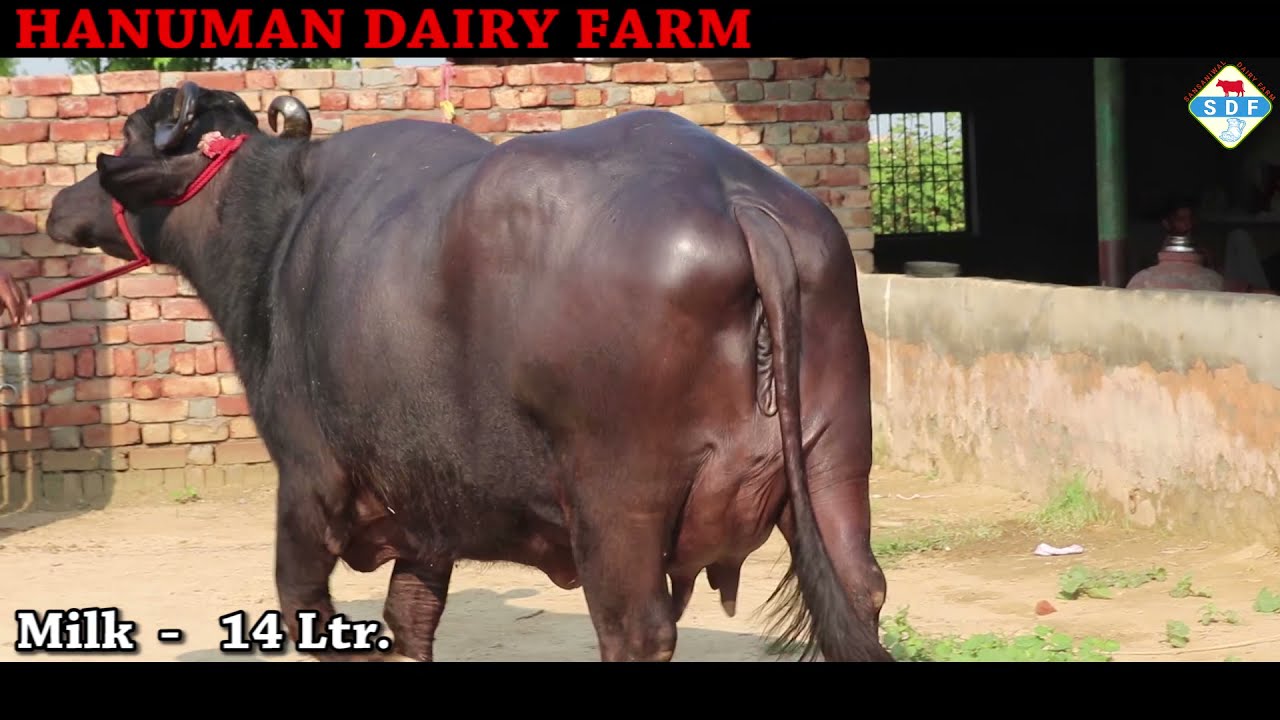 🤞Milking Buffaloes with Reasonable Price Buy Here || Available FOR SALE || Hanuman Dairy Farm