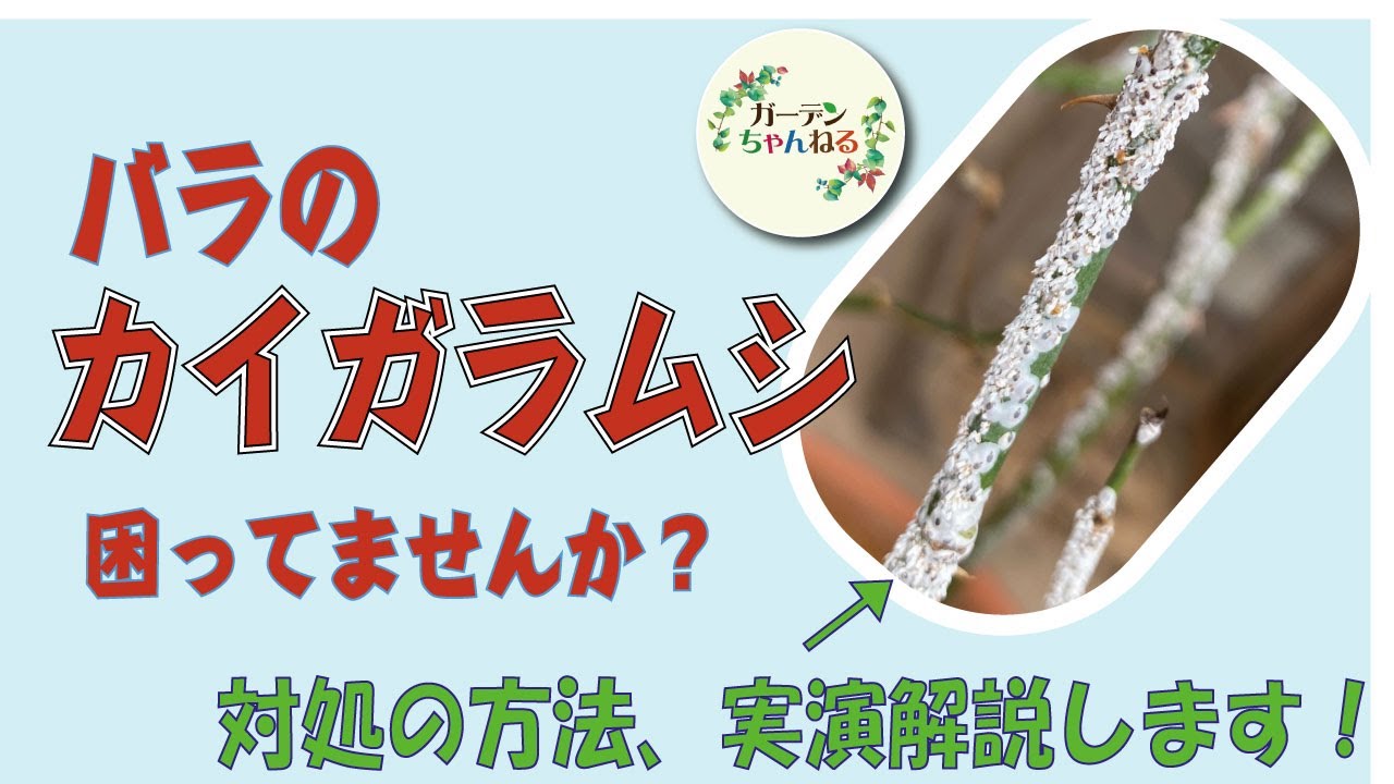 【実演解説】バラのカイガラムシの対処法【枝が真っ白？！】