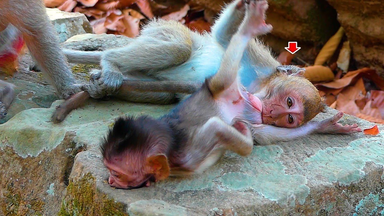 Hey..! what are you doing? Are you hungry for milk? |  Real Angkor Monkey