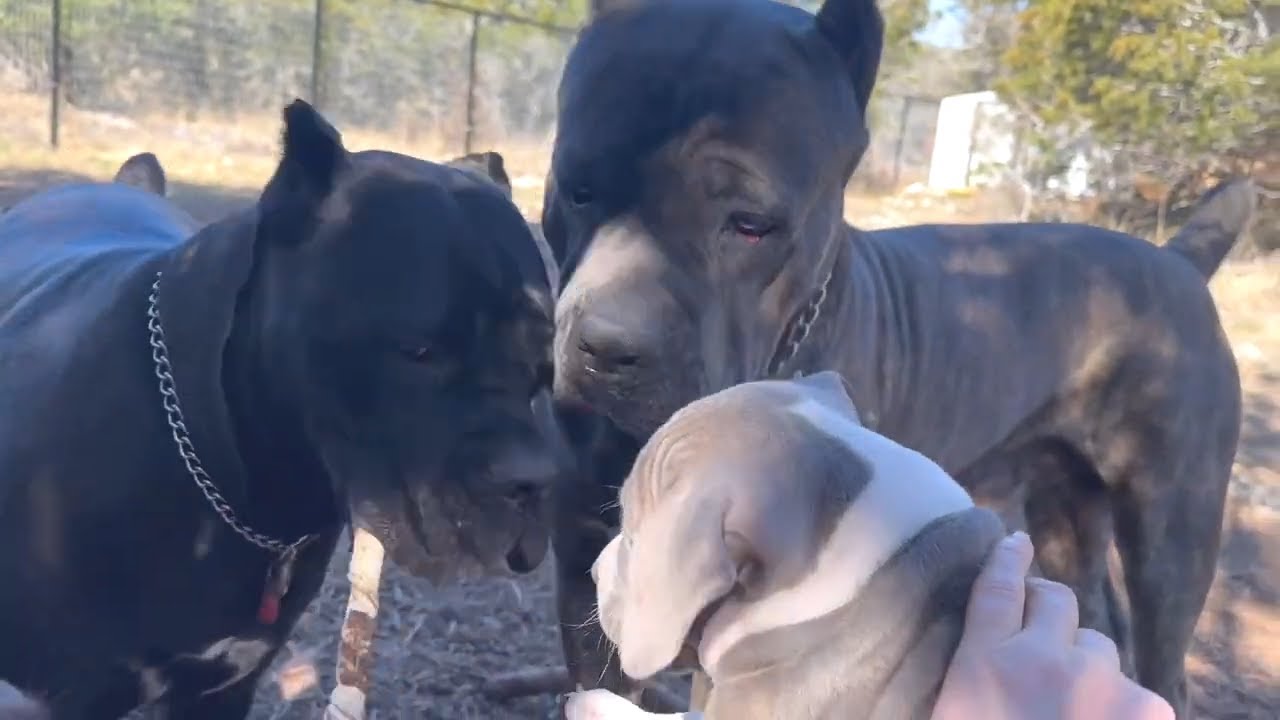 CANE CORSO Pack Accepts PITBULL Puppy as ALPHA Dog finally Warms up to Her