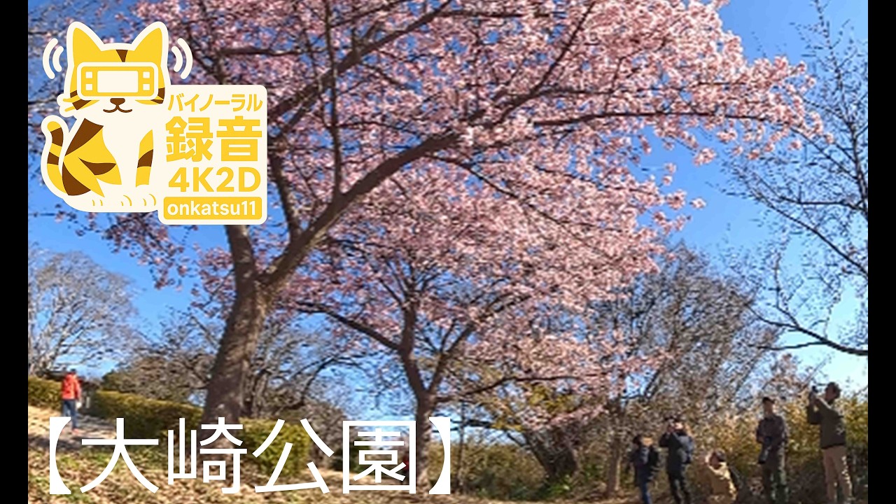 🌸 [Kawazu Cherry Blossoms at Osaki Park, Zushi — February Winter Bloom — Full 4K 2D Uncut Edition]