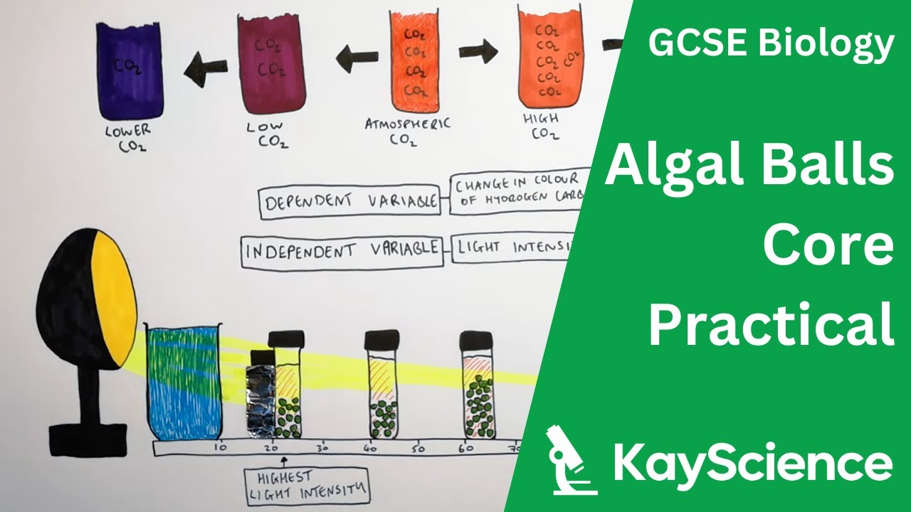 GCSE Biology – Photosynthesis and Respiration in Algal Balls