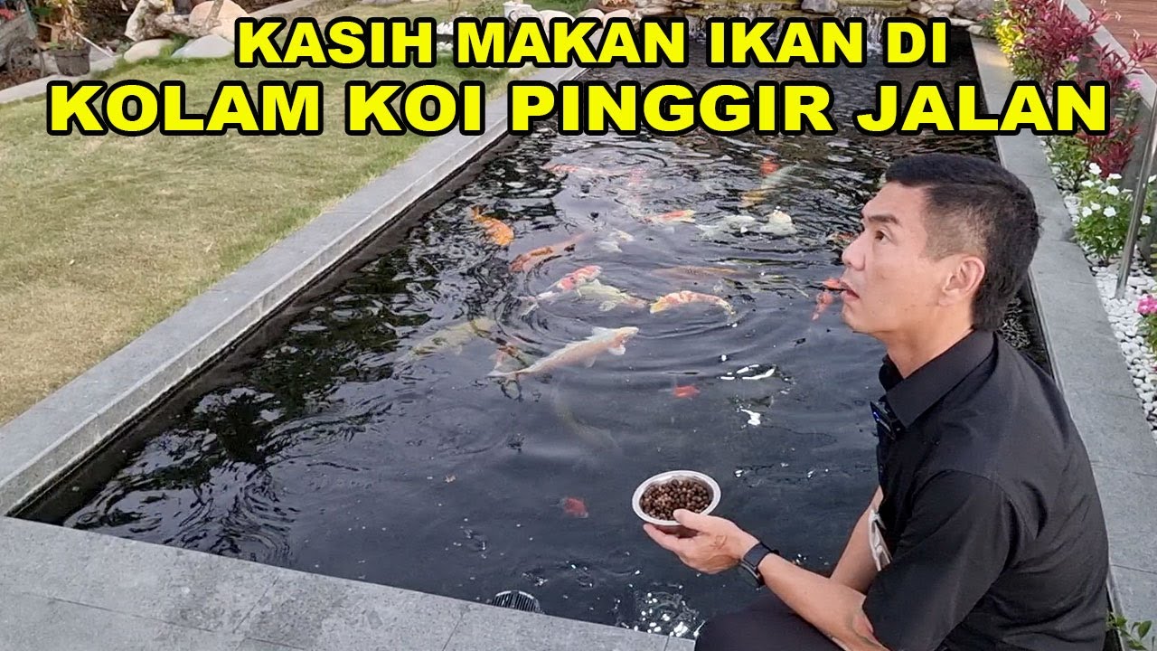 KASIH MAKAN KOI DI KOLAM PINGGIR JALAN