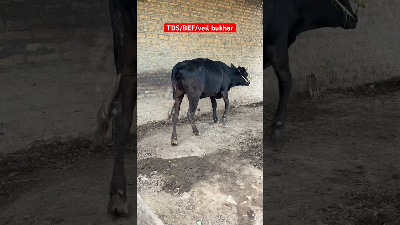 Three day sickness| veil bukhar| Ephemeral Fever| TDS| BEF| jakran bukhar| #cow #animaldisease #vet