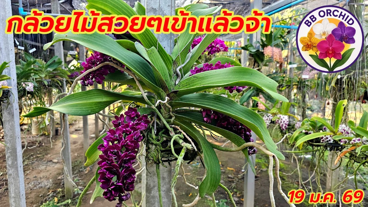 EP.65 กล้วยไม้สวยๆเข้าเพิ่ม หม้อข้าวหม้อแกงลิง กล้วยไม้สกุลช้าง #กล้วยไม้  #orchid 
