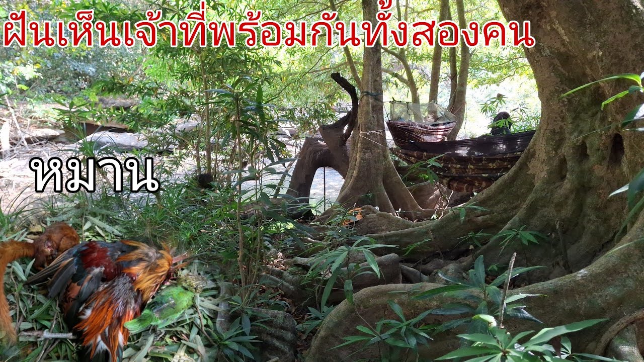 จัดให้แล้ว หมาน