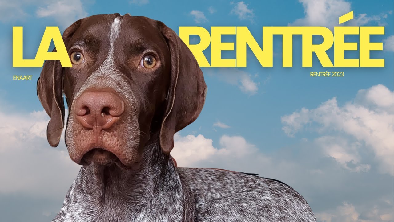 MA RENTRÉE AVEC MON CHIOT | Albus malade, Haul Koro, Batch cooking