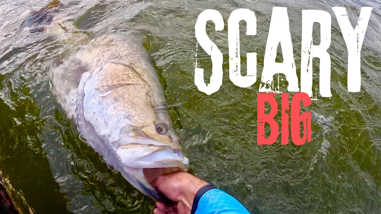 Catching BIG Monduran Dam Barramundi