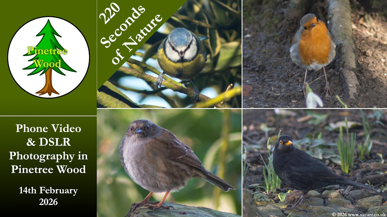 Garden Birds DSLR Photography & Phone Video 14th February 2026