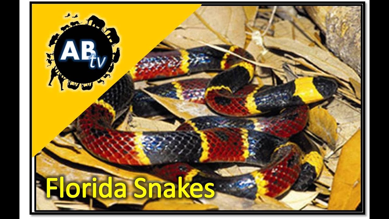 Florida's Snakes : The Python Hunter : AnimalBytesTV
