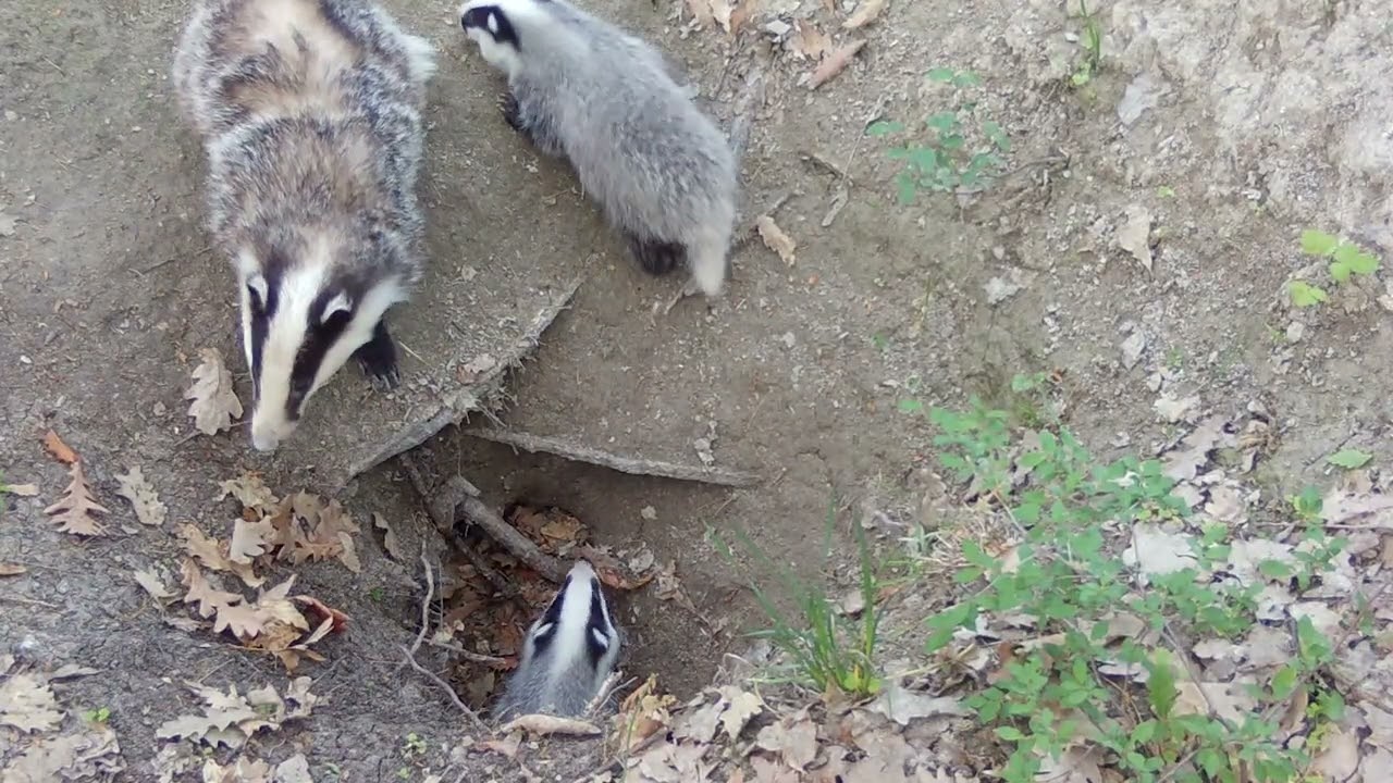 Kafshet e egra ne Kosove, nga Reqebulli Ballkanik e deri te Ujku.