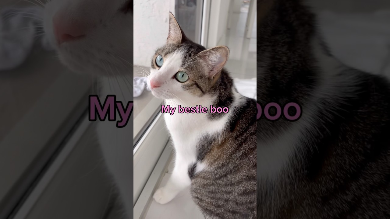 Туни думает о тебе ❤️ #кот #кошки #любителикошек #видеоскошками #милыйкот #кошачьишорты