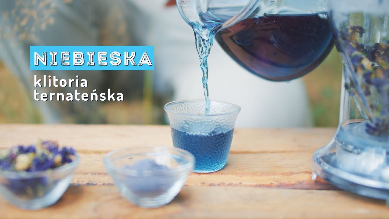 Prawdziwa niebieska herbata &ndash; Butterfly Pea, czyli klitoria ternateńska