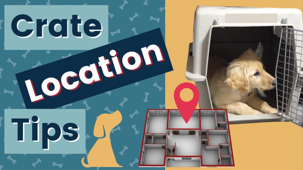 Crate Training A Puppy - Where To Put The Crate