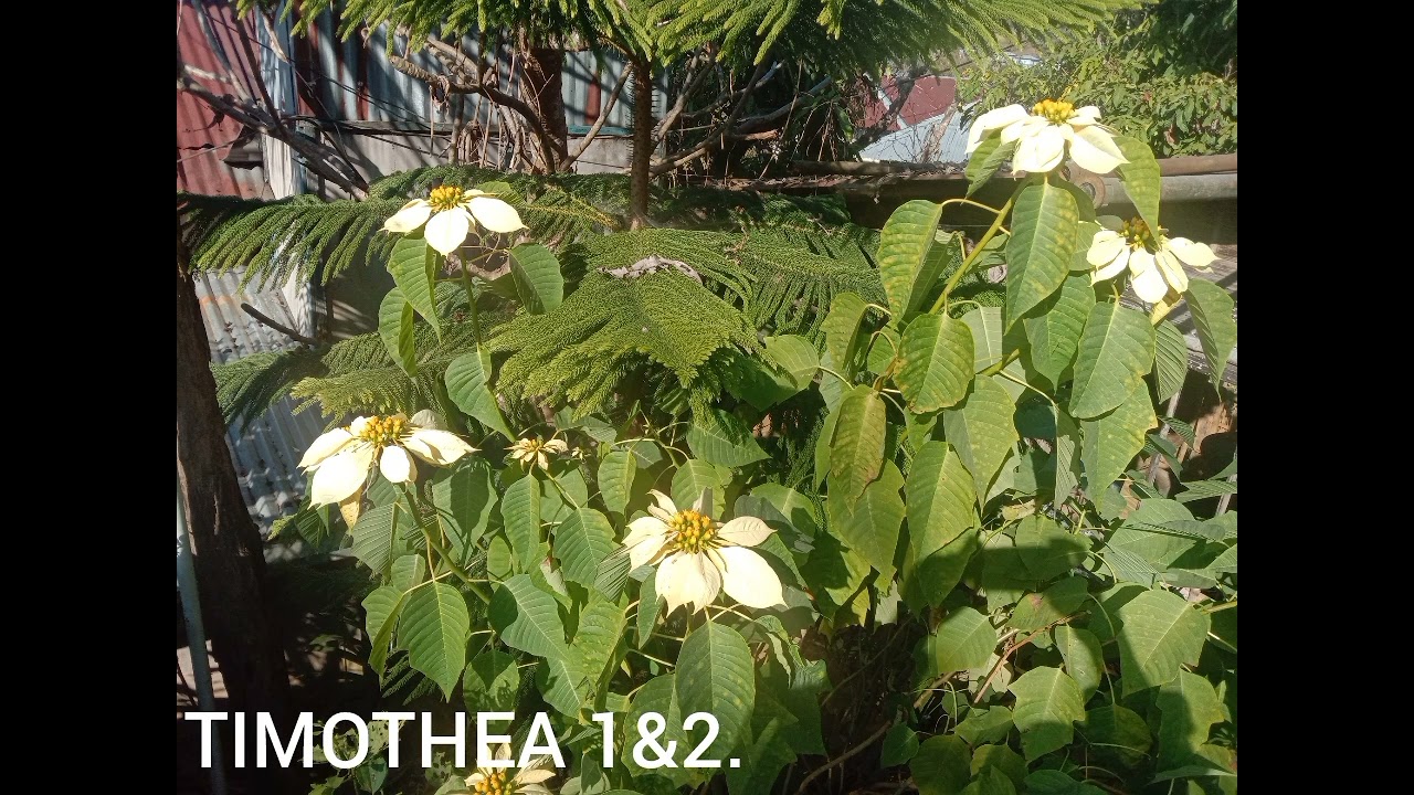 TIMOTHEA 1&2.