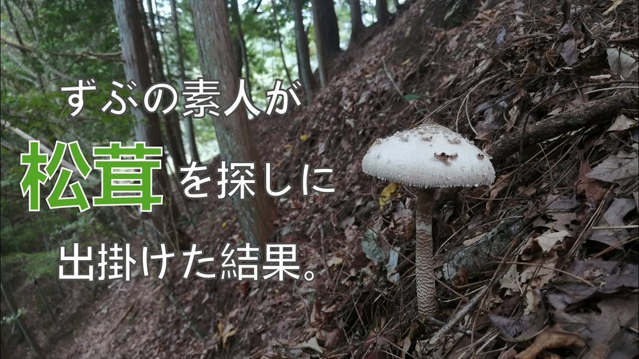 松茸　ずぶの素人に、松茸は採れるのか？
