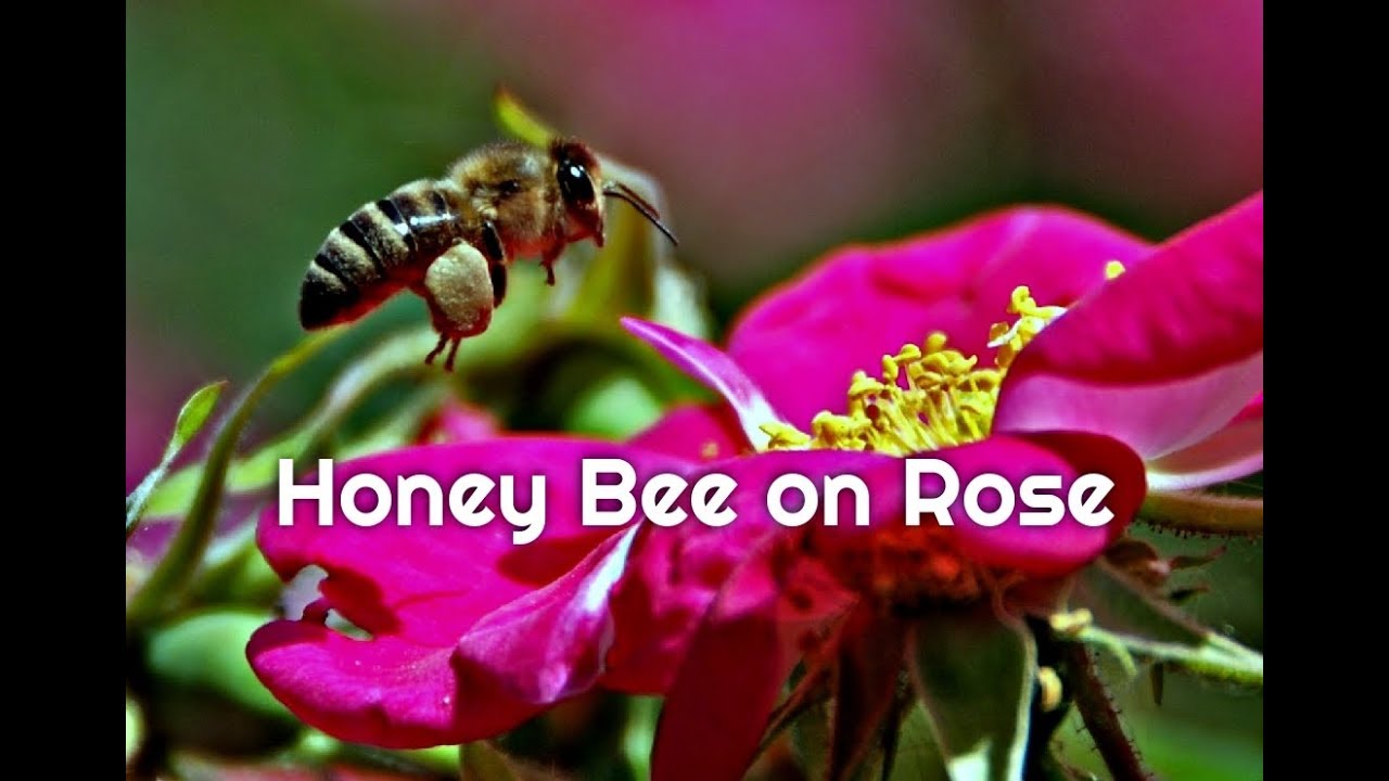 Honey Bee and Rose Flower - ATTRACTING BEES
