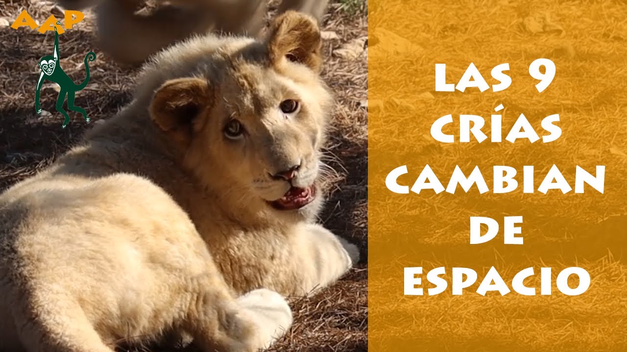Las 9 cr&iacute;as de le&oacute;n junto a sus dos madres, cambian de instalaci&oacute;n - AAP