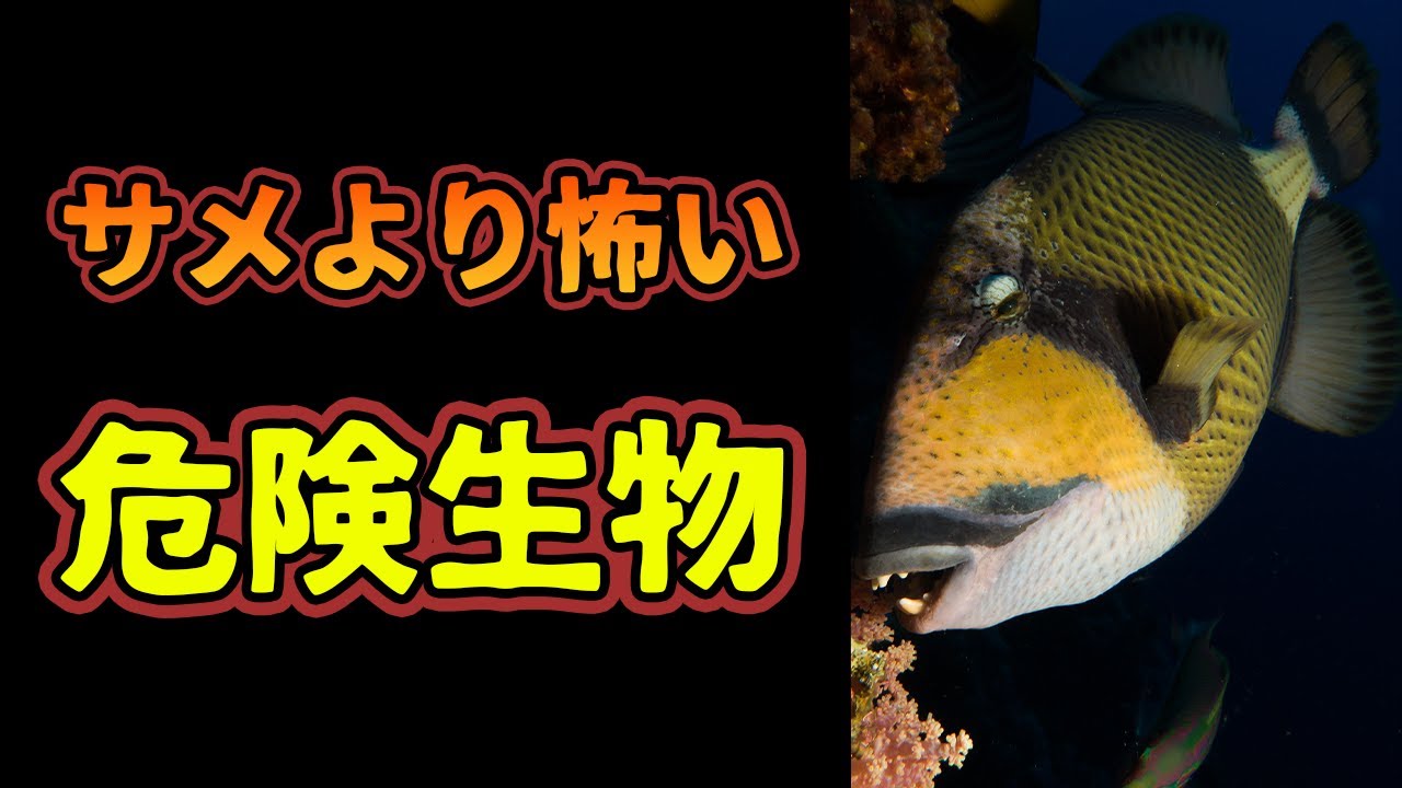 サメより怖いゴマモンガラが危険すぎる【解説動画】