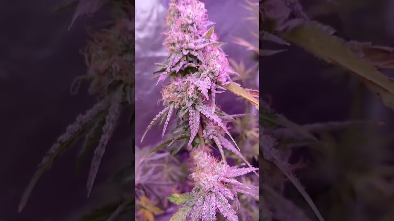 SB1993cannabis - Day 50 In flower (Cross pollination Father Jack Straw) TGA Subcool Seeds